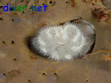Metridium senile (Anenome) & Spheciospongia confoederata (Gray Moon Sponge)