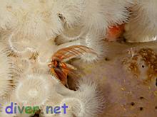 Megabalanus californicus (California Acorn Barnacle), Metridium senile (Anenome), & Spheciospongia confoederata (Gray Moon Sponge)
