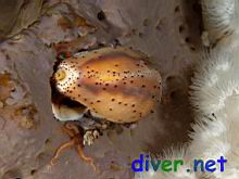 Cypraea spadicea (Chestnut Cowrie) on Spheciospongia confoederata (Gray Moon Sponge)