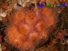 Coenocyathus bowersi (Colonial Cup Coral)