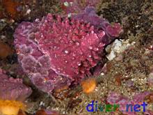 Two species of encrusting coralline algae