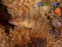 Gibbonsia montereyensis (Crevice Kelpfish)