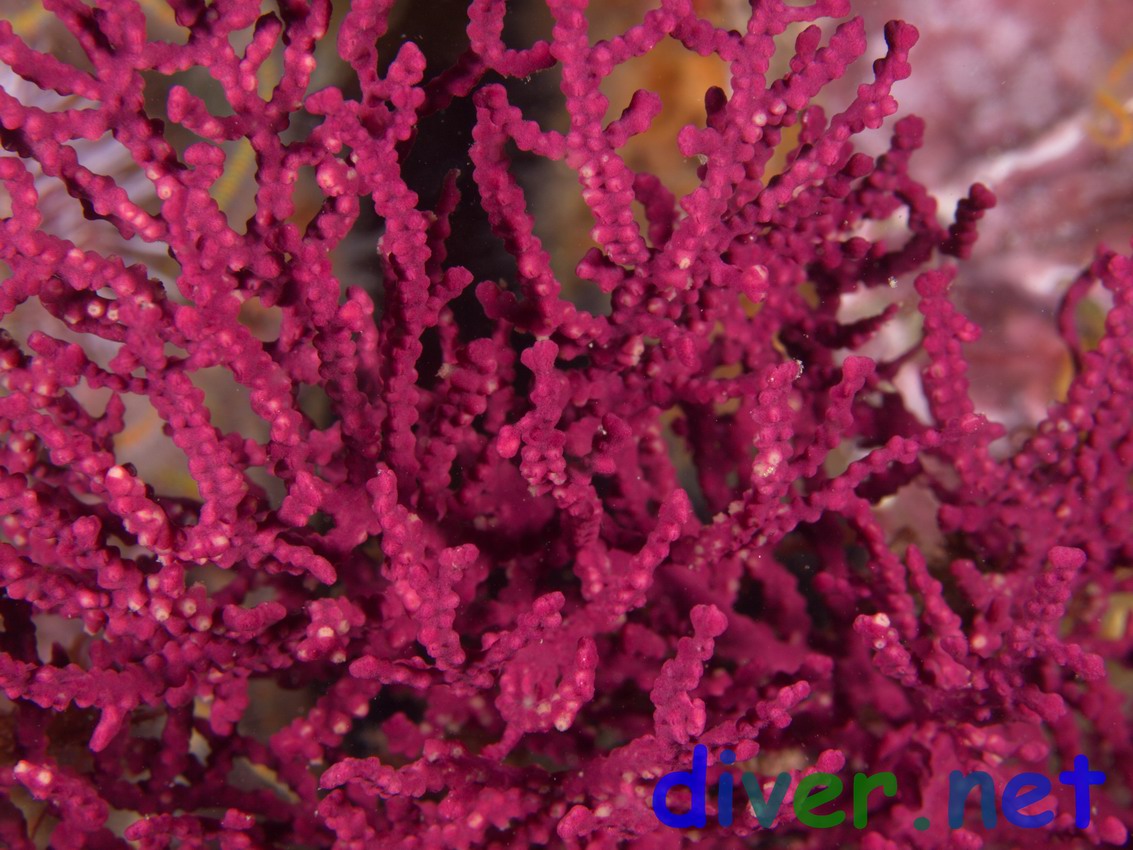 Eugorgia rubens (Purple Gorgonian)