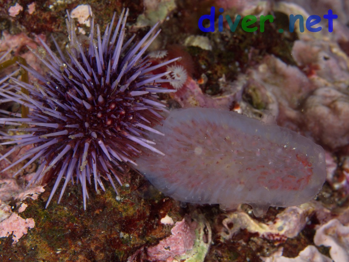 Strongylocentrotus purpuratus (Purplr Sea Urchin) eating a Salp