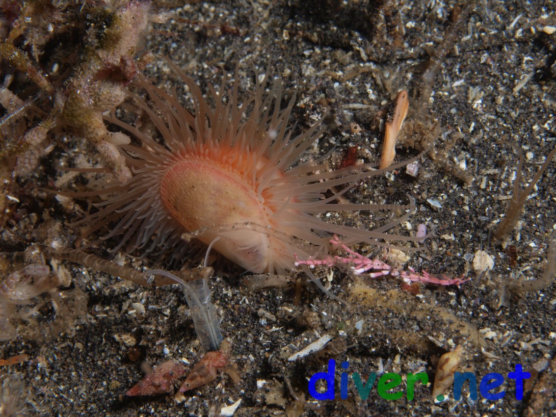 Limaria sp. (Swimming File Shell) at Cathedral Rock, Anacapa Island, California