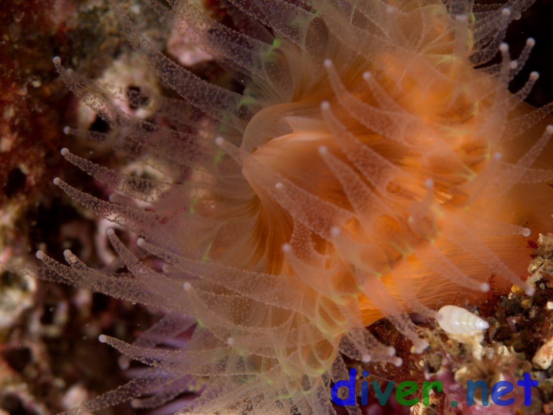 Paracyathus stearnsi (Brown Cup Coral)