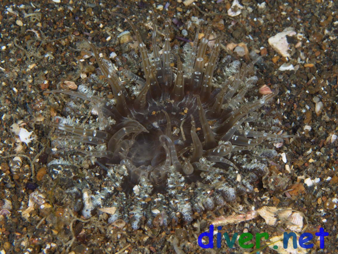 Phyllactis sp. (Sand Anemone)
