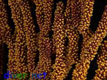 Muricea californica (California Golden Gorgonian)