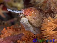 Conus californicus (California Cone Snail, California Cone Shell)