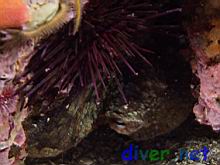 Strongylocentrotus franciscanus (Red Sea Urchin) and Octopus bimaculoides (California Two-Spot Octopus)