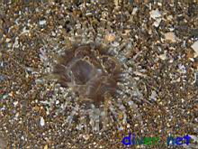 Phyllactis sp. (Sand Anemone)