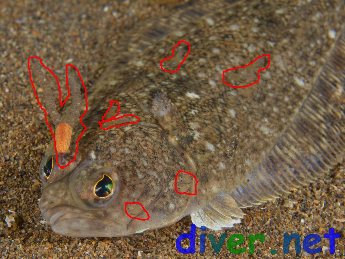 copepods on a sand dab