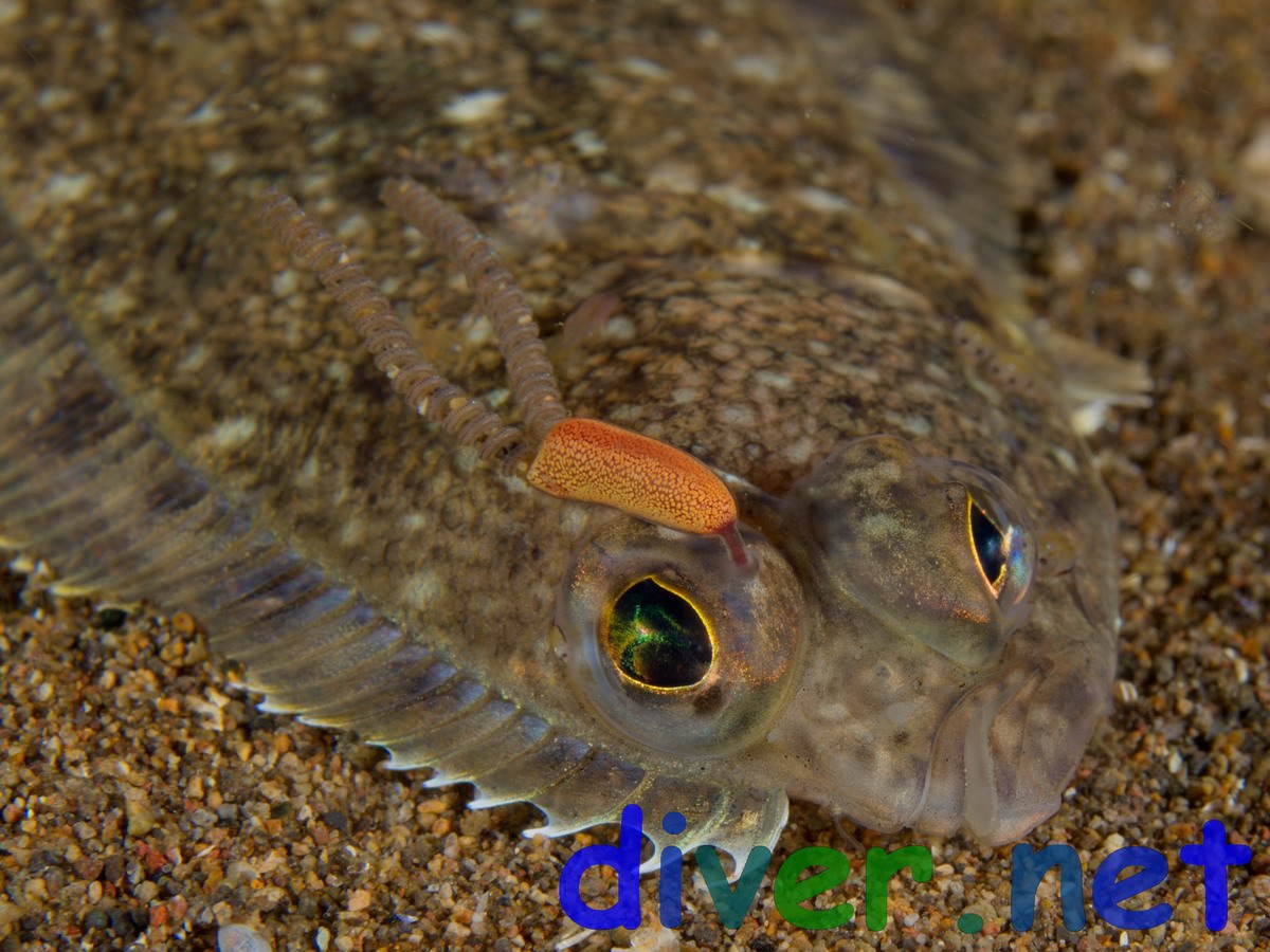 copepod in the eye of a sand dab