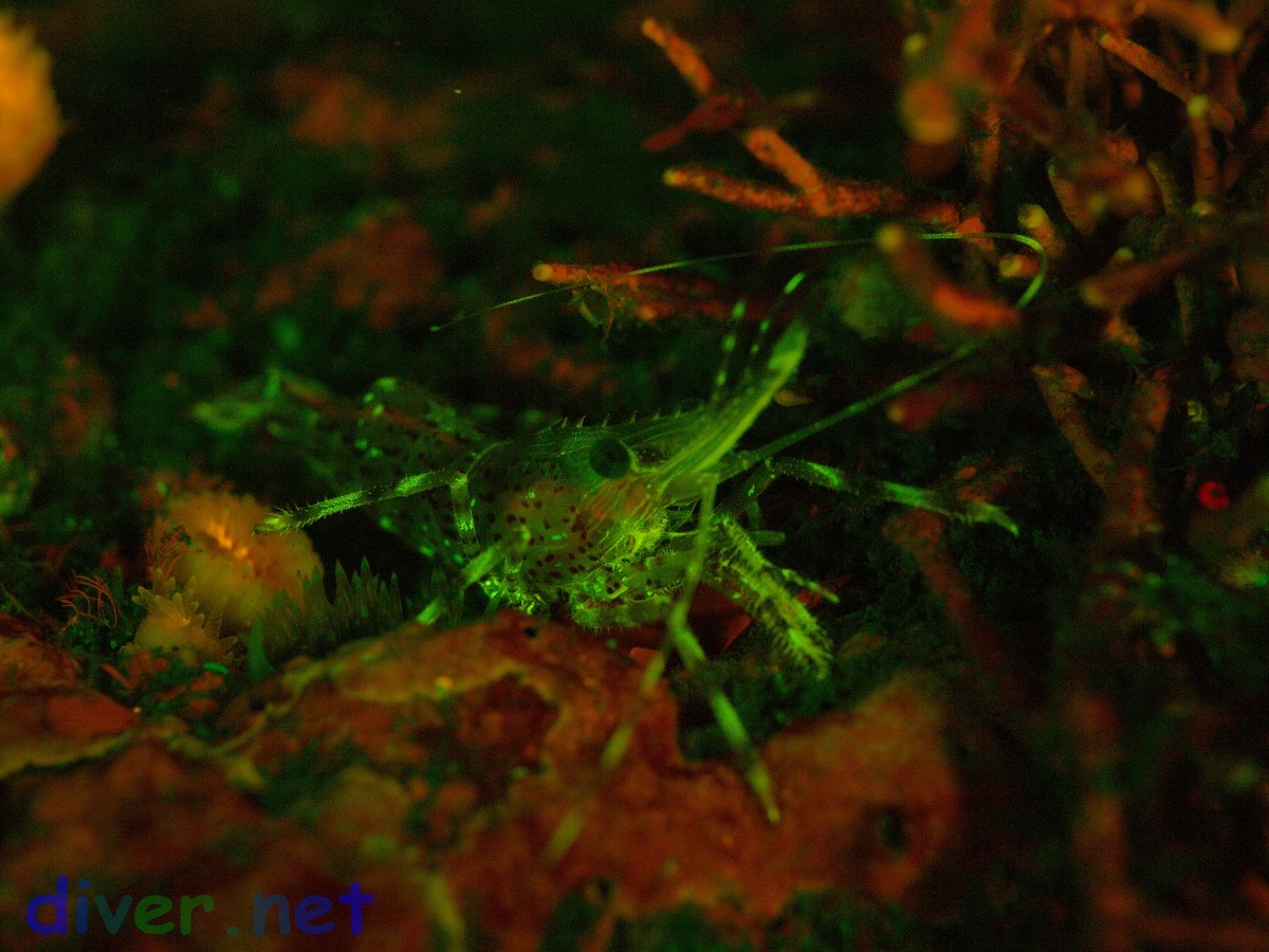A fluorescing Pandalus danae (Dock Shrimp, Coon-Stripe Shrimp)