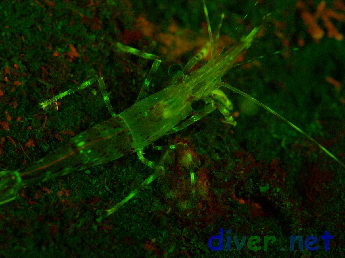 A fluorescing Pandalus danae (Dock Shrimp, Coon-Stripe Shrimp)