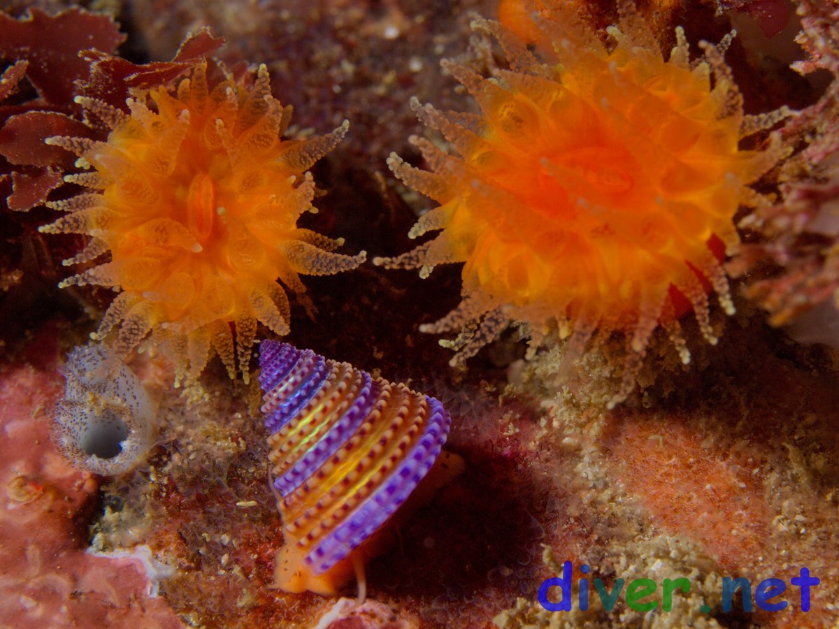 Balanophyllia elegans (Orange Cup Coral) & Calliostoma annulatum (Purple-ringed Top Snail)