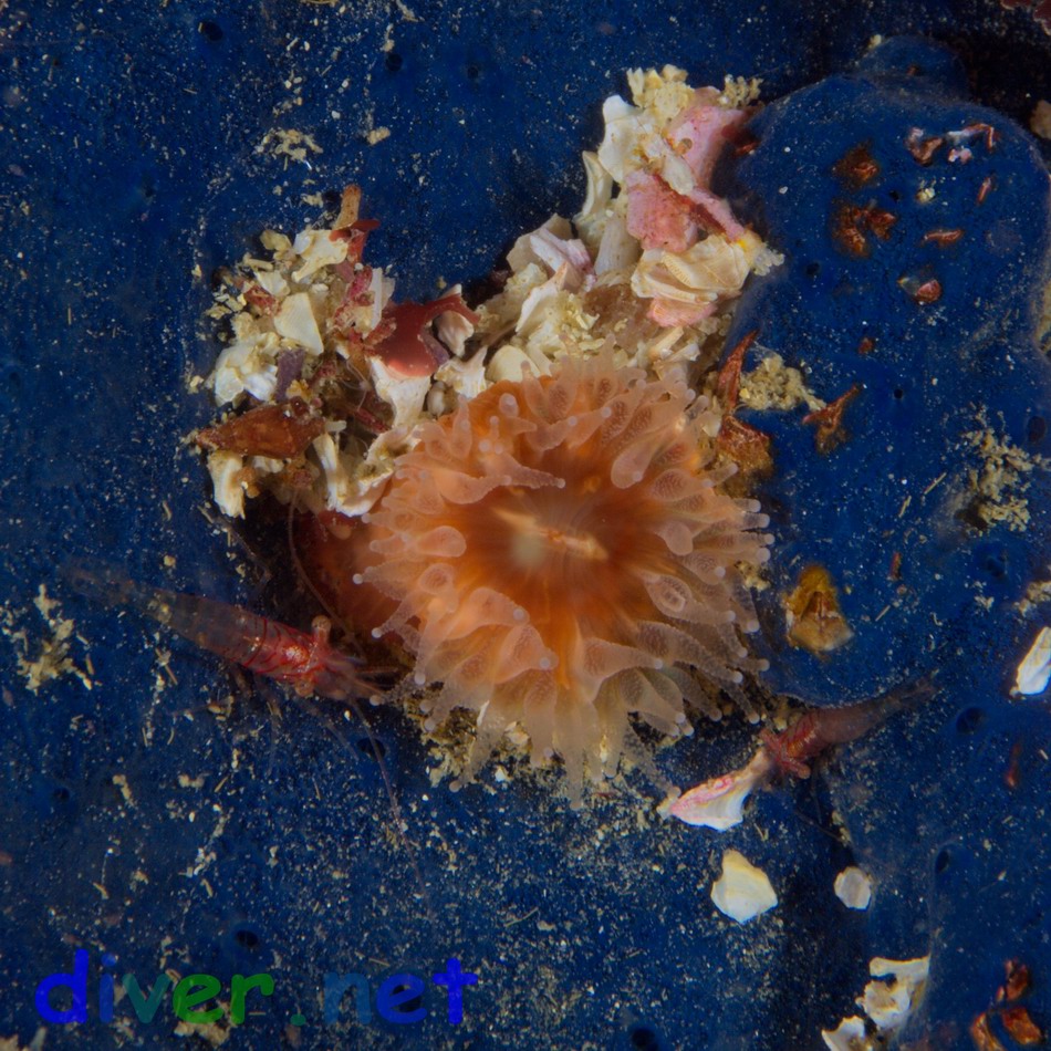 Small Shrimp & Paracyathus stearnsi (Brown Cup Coral)