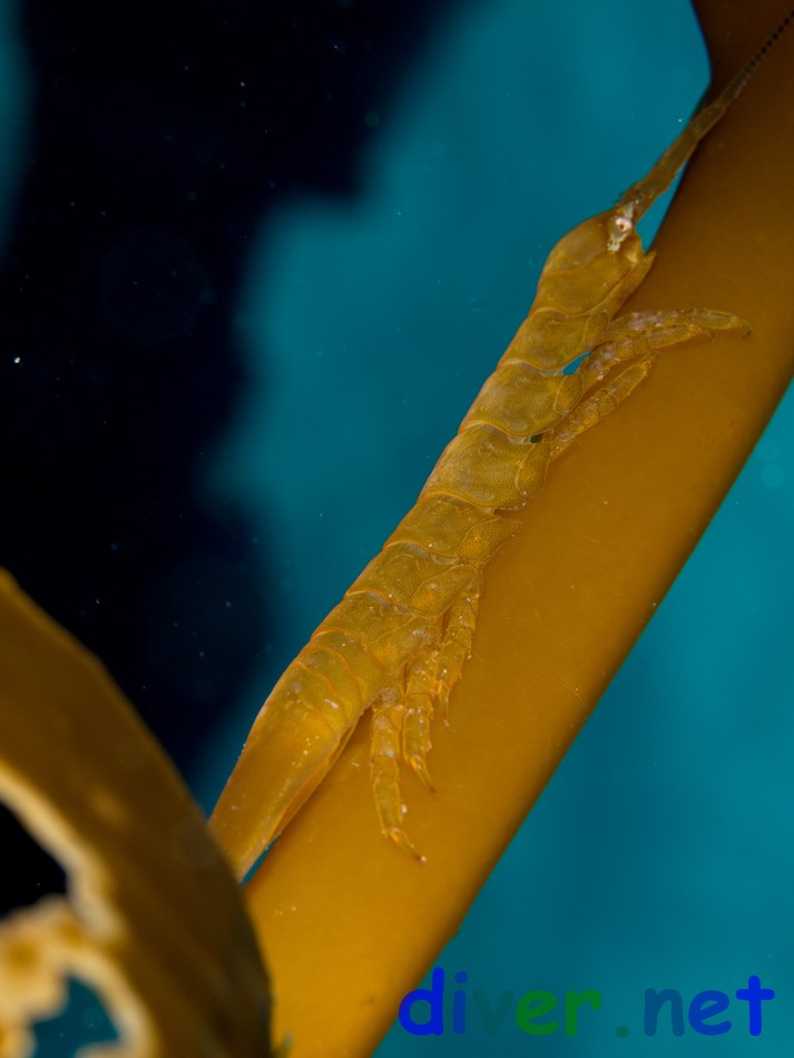 Idotea resecata (Kelp Isopod)