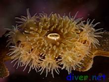 Epiactis prolifera (Brooding anemone)