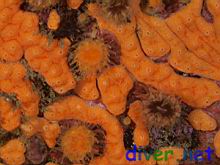 Didemnum carnulentum (Colonial Tunicate), Balanophyllia elegans (Orange Cup Coral), &  Paracyathus stearnsi (Brown Cup Coral)