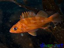 Juvenile Sebastes caurinus (Copper rockfish)