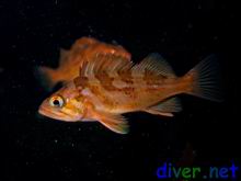Juvenile Sebastes caurinus (Copper rockfish)