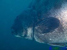 Stereolepis gigas (Giant Black Sea Bass)
