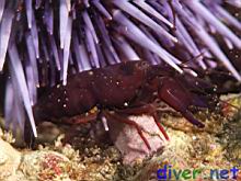 Betaeus macginitieae (Urchin Shrimp)