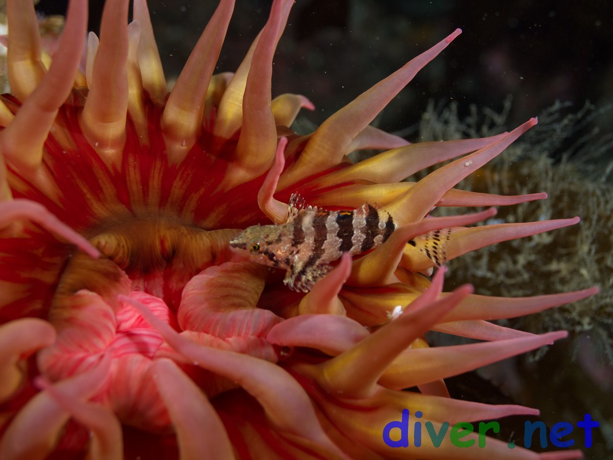 Oxylebius pictus (Painted Greenling) in Urticina lofotensis (White Spotted Rose Anemone)