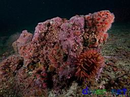 Corynactis californica (Club-Tipped Anemones), Urticina lofotensis (White Spotted Rose Anemone), and Pink Encrusting Coralline Algae