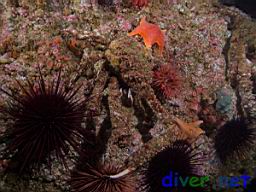 Loxorhynchus crispatus (Moss Crab), Strongylocentrotus franciscanus (Red Sea Urchins), Asterina miniata (Bat Stars), Urticina lofotensis (White Spotted Rose Anemone), and Corynactis californica (Club-Tipped Anemones)
