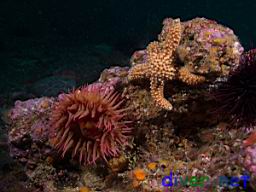 Urticina lofotensis (White Spotted Rose Anemone) and Pisaster giganteus (Giant Spined Star)