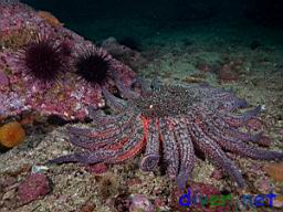 Pycnopodia helianthoides (Sunflower Sea Star) and Strongylocentrotus franciscanus (Red Sea Urchins)