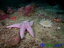 Pisaster brevispinus (Giant Pink Star, Sea Star, Short-Spined Sea Star) and Urticina columbiana (Sand Rose Anemone)