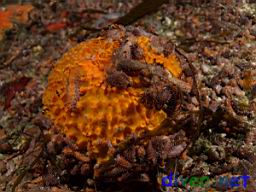 Tethya californiana (Orange Puffball Sponge) and Pachythyone rubra (Sea Cucumber)