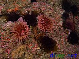 Urticina lofotensis (White Spotted Rose Anemones) and Strongylocentrotus franciscanus (Red Sea Urchins)