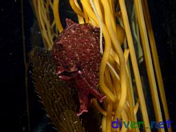 Aplysia californica (California Seahare) on Macrocystis pyrifera (Giant Kelp)