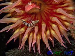 Oxylebius pictus (Painted Greenling) in Urticina lofotensis (White Spotted Rose Anemone)