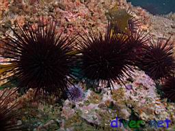 Strongylocentrotus franciscanus (Red Sea Urchins)
