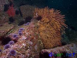 Strongylocentrotus purpuratus (Purplr Sea Urchins) and Muricea californica (California Golden Gorgonian)