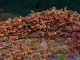Pachythyone rubra (Sea Cucumber)