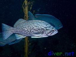 Sebastes mystinus (Blue Rockfish) and Chromis punctipinnis (Blacksmith)