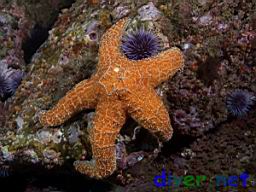 Pisaster ochraceus (Ochre Sea Star)