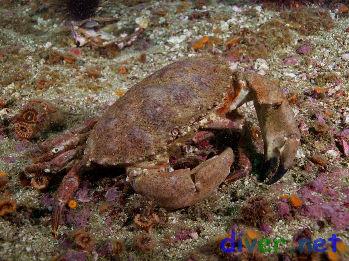 Cancer antennarius (Pacifc Rock Crab)