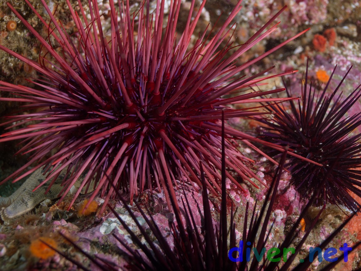 Strongylocentrotus franciscanus (Red Sea Urchins)