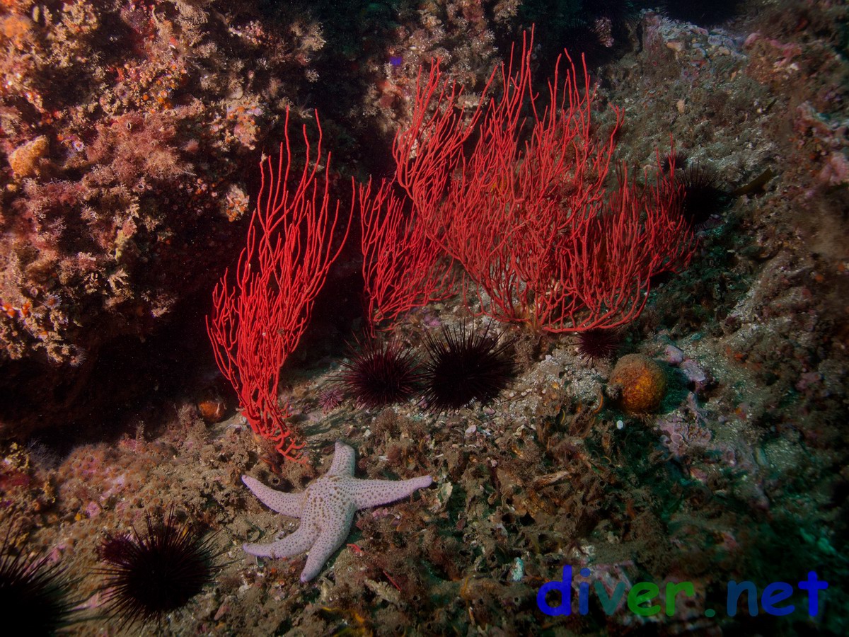 Lophogorgia chilensis (Red Gorgonian) and Pisaster brevispinus (Giant Pink Star, Sea Star, Short-Spined Sea Star)
