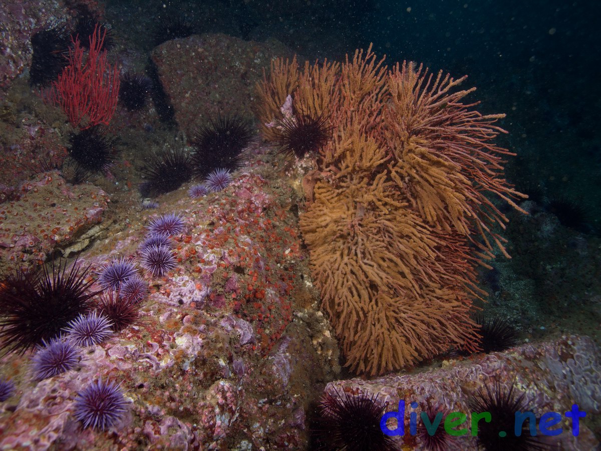 Strongylocentrotus purpuratus (Purplr Sea Urchins) and Muricea californica (California Golden Gorgonian)