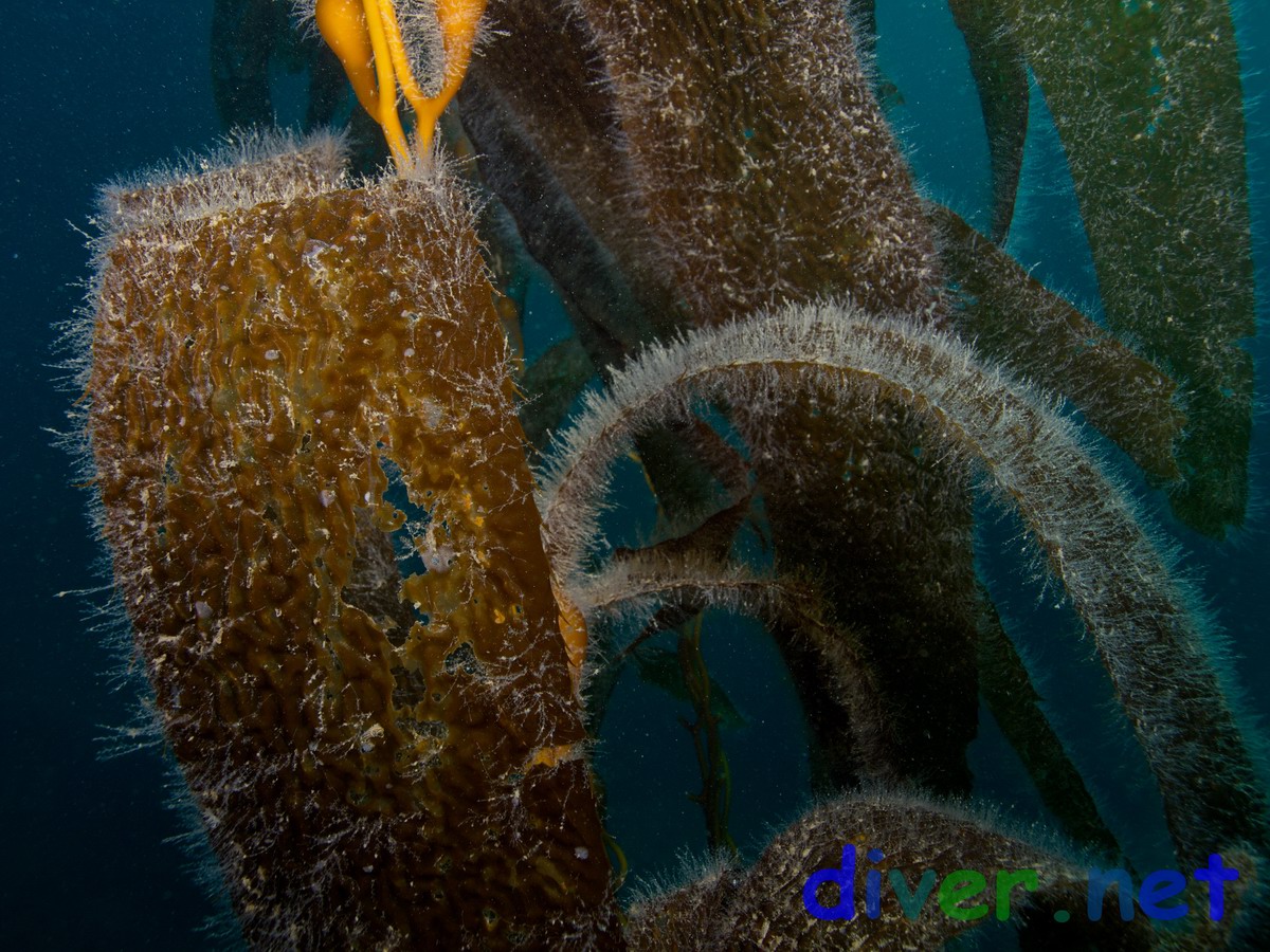 Obelia sp. (Hydroids) on Macrocystis pyrifera (Giant Kelp)