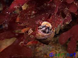Calliostoma ligatum (Top Snail)