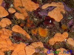 Didemnum carnulentum (Colonial Tunicate) & Balanophyllia elegans (Orange Cup Coral)